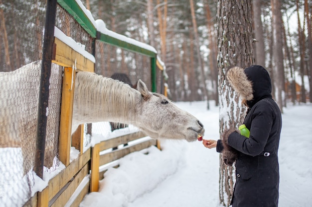 Женщина кормит лошадь в зоопарке зимой. Лошадь просунула голову в забор и ест