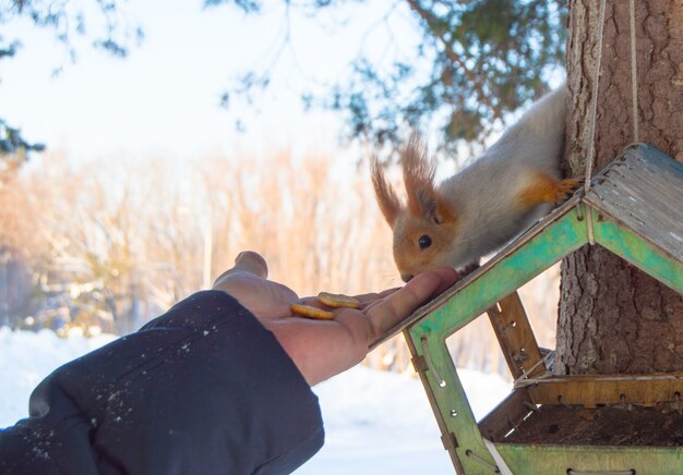 A woman feeds a squirrel. a squirrel sits on a wooden feeder\
and eats cookies from a woman\'s hands. animal care in winter or\
autumn