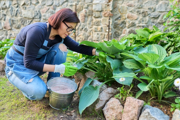 Woman fertilizing flower bed with granulated mineral fertilizers bush hosta