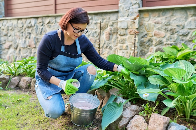 Woman fertilizing flower bed with granulated mineral fertilizers bush hosta