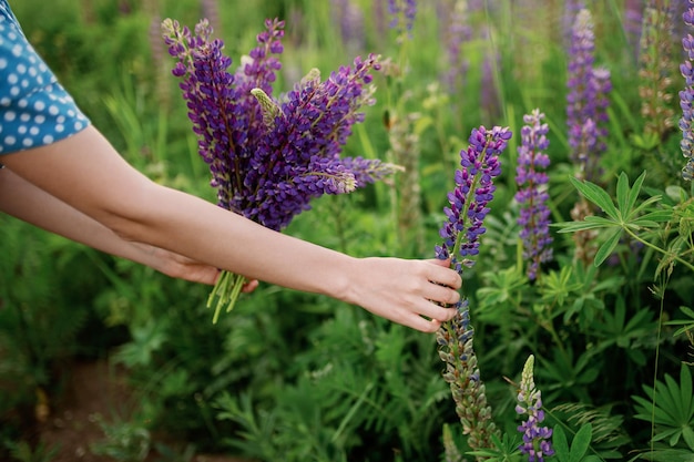 A woman on the field collects a bouquet of lupines