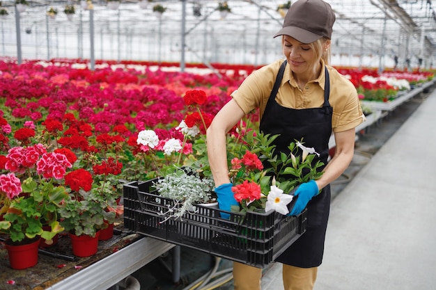 販売のための花を集める女性の花屋温室の女性の庭師は箱に植木鉢を置きます