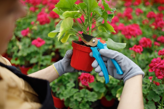 Woman florist cuts the wilted leaves of a flower with a pruner