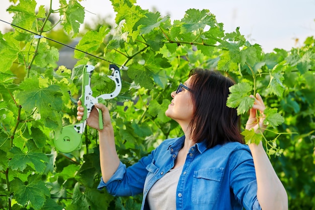 Женщина-садовник-фермер делает подвязку виноградных кустов на винограднике с использованием профессионального оборудования