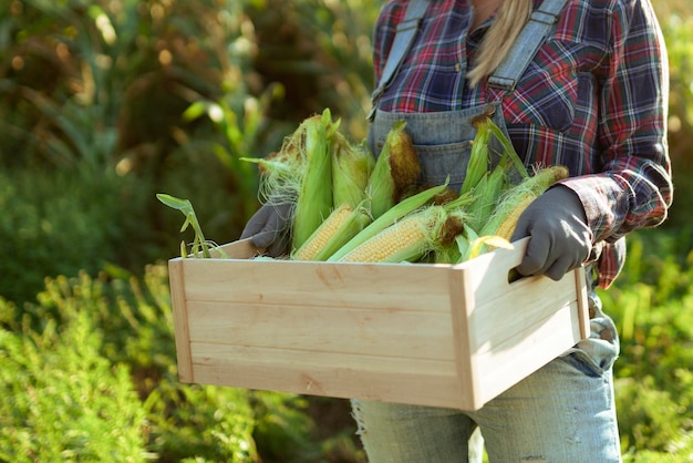 女性庭師は、夏の庭でトウモロコシを収集します 農場で野菜のコレクション 健康的な有機食品