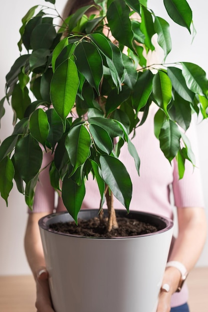 写真 観葉植物イチジクの後ろに隠れている女性の庭師