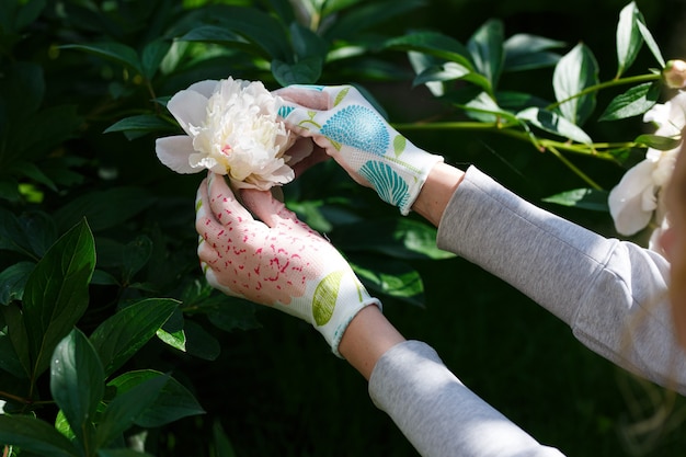 Woman gardener holding a peony in her hand.