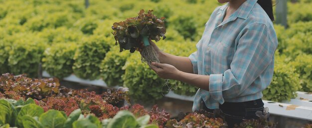 Photo woman gardener inspects quality of green oak lettuce in greenhouse gardening female asian horticulture farmer cultivate healthy nutrition organic salad vegetables in hydroponic agribusiness farm