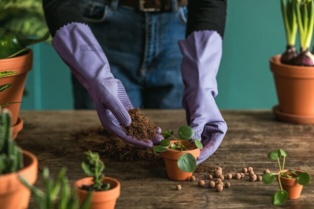 女性の庭師は、美しい植物、サボテン、多肉植物をセラミック ポットに移植し、家庭菜園のコンセプトに合わせてレトロな木製のテーブルで家の花の世話をしています。