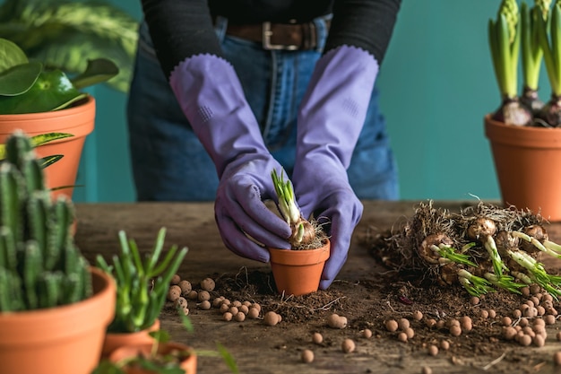 Woman gardener is transplanting beautiful plants, cacti, succulents to ceramic pots and taking care of home flowers on the retro wooden table for her concept of home garden.