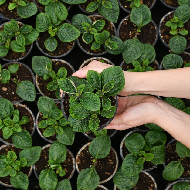 花の生産者の日常の植物とポットを保持している大きな温室の女性庭師