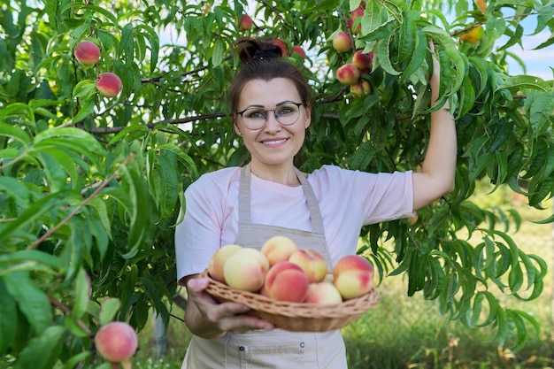 Woman gardener picking ripe peaches from tree into basket, harvest of peaches on the farm, natural organic fruits, healthy food