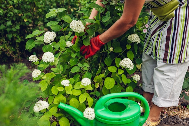 Giardiniere della donna che si prende cura dei fiori dell'ortensia