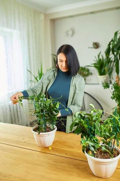 Woman gardener taking care of Mandevilla houseplant at home