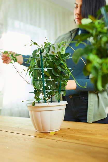 Woman gardener taking care of Mandevilla houseplant at home