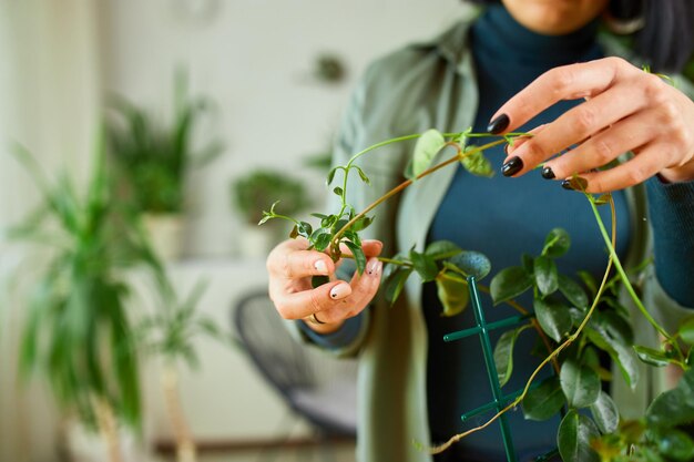 Woman gardener taking care of Mandevilla houseplant at home