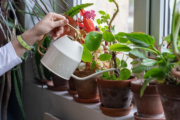 緑の家の窓辺に鉢植えの観葉植物に水をまく女性の庭師、クローズアップ。趣味、植物への愛情