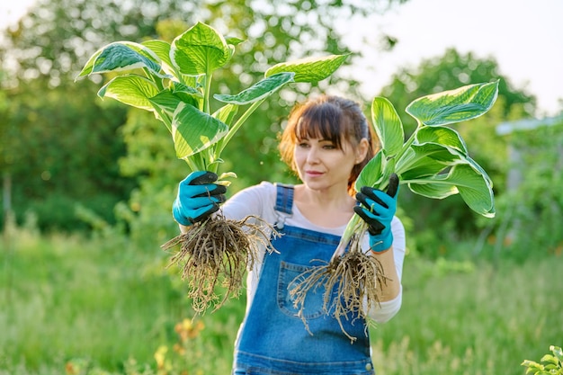 Foto giardiniera con pianta di hosta con radici nel giardino primaverile