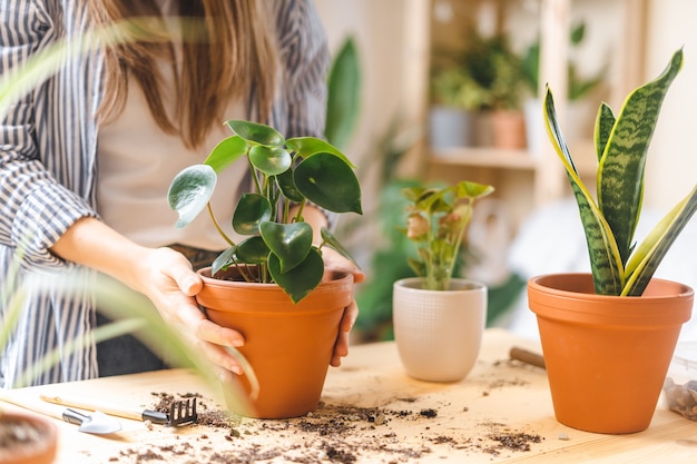 女性の庭師の鉢植えの植物