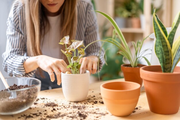 世話をして移植している女性の庭師は、木製のテーブルの新しい白い鉢に植物を植えます。