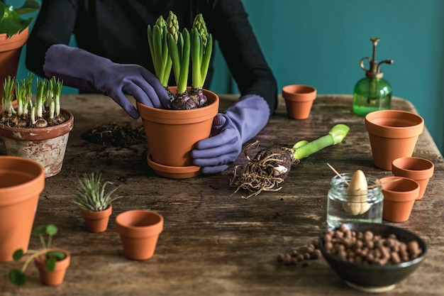 Woman gardeners transplanting plant in ceramic pots on the old wooden table. Concept of home garden.