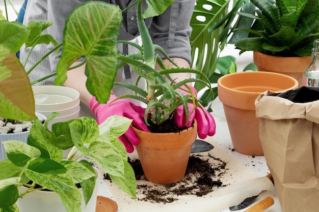 Woman gardeners transplanting plant in clay pot on white table\
concept of home garden taking care of home plants