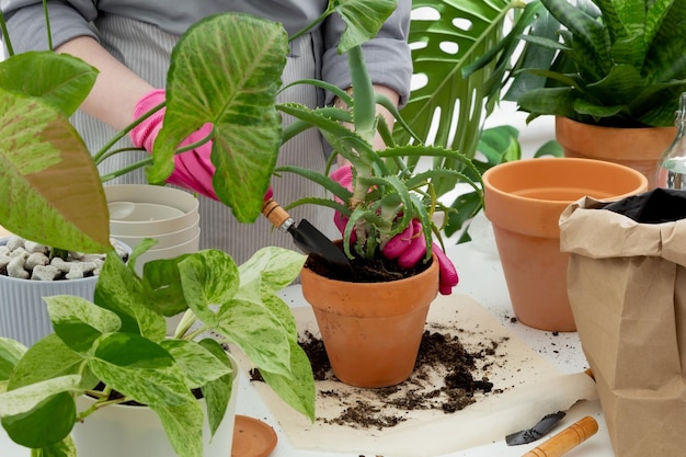 Woman gardeners transplanting plant in clay pot on white table Concept of home garden