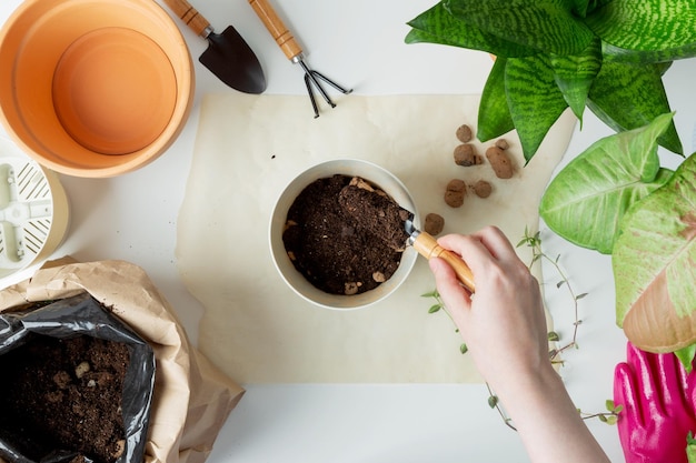 Woman gardeners transplanting plant in pots on white table
concept of home garden taking care of home plants