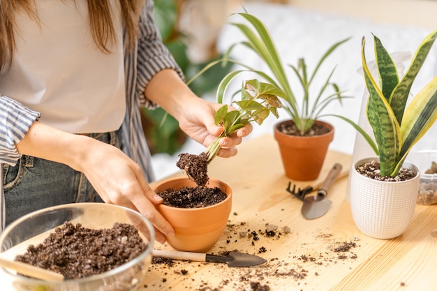 植物に水をまく女性の庭師