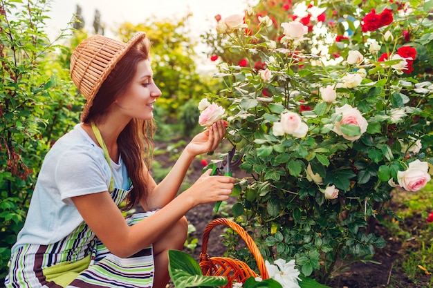 庭で花を集める女性。庭師がハサミでバラを切り取ります。夏のガーデニング。植物の世話