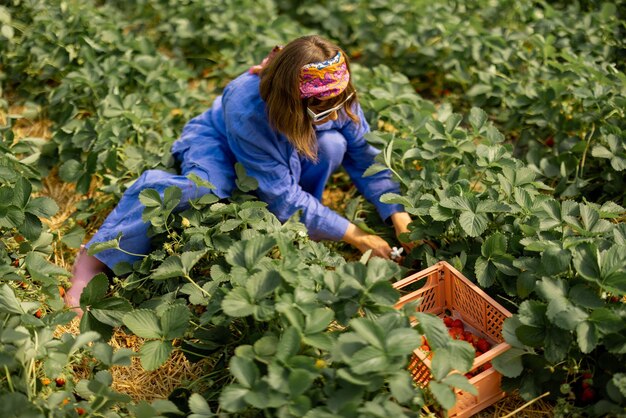 Photo woman gathering strawberry on a farmland