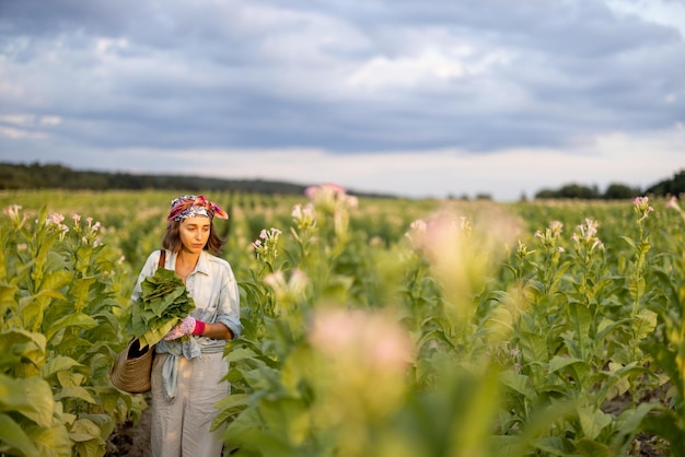 Woman gathers tobacco leaves on plantation