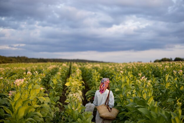 Woman gathers tobacco leaves on plantation