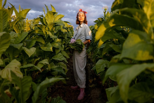 Woman gathers tobacco leaves on plantation