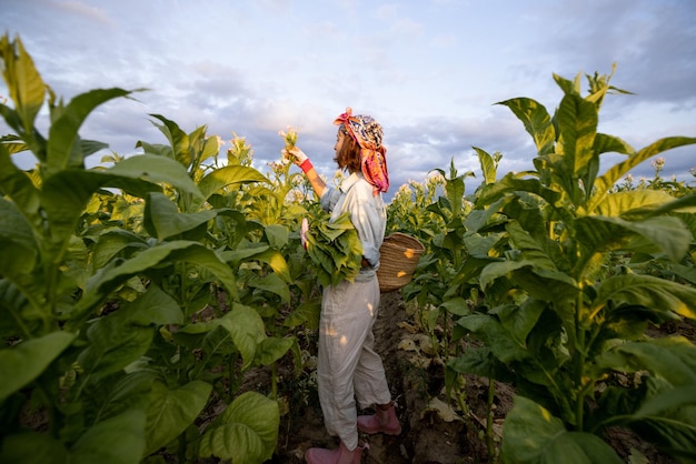 Женщина собирает листья табака на плантации