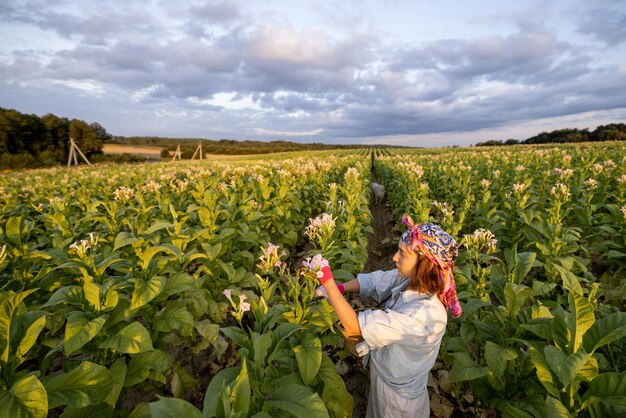 Woman gathers tobacco leaves on plantation