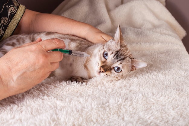 woman gives a medicine in a syringe to bengal cat