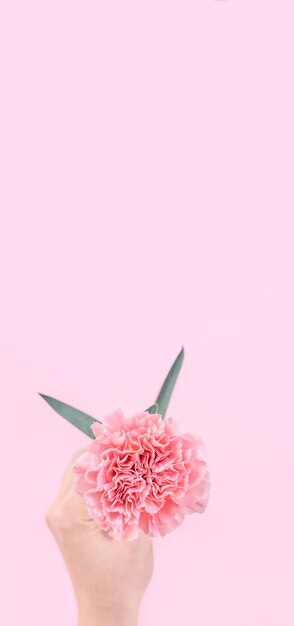 Woman giving bunch carnations isolated on bright pink background,