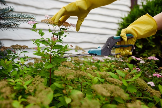 La donna in guanti taglia fiore con potatori in giardino. il giardiniere femminile si prende cura delle piante all'aperto, dell'hobby del giardinaggio, dello stile di vita del fiorista e del tempo libero