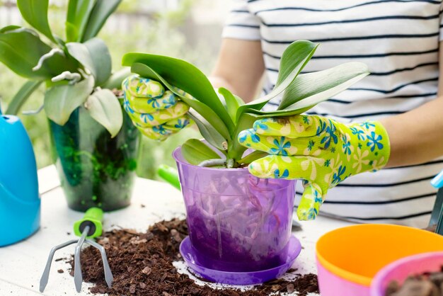 Foto la donna con i guanti sta trapiantando una pianta di orchidee nel nuovo vaso.