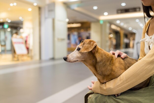 Woman go shopping mall with her dog