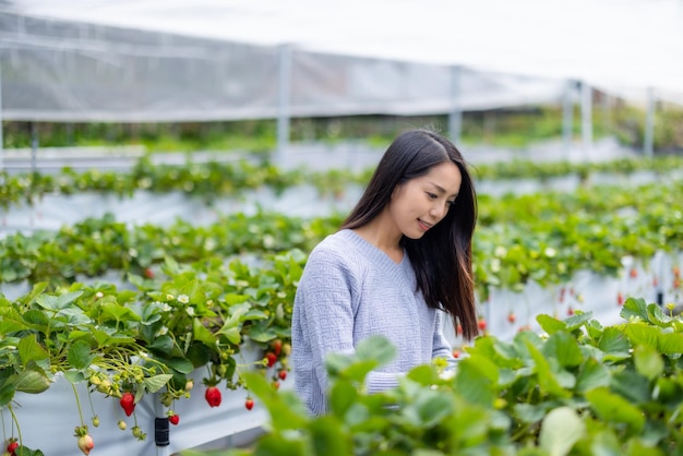 Photo woman go strawberry field to pick a strawberry in miaoli of taiwan