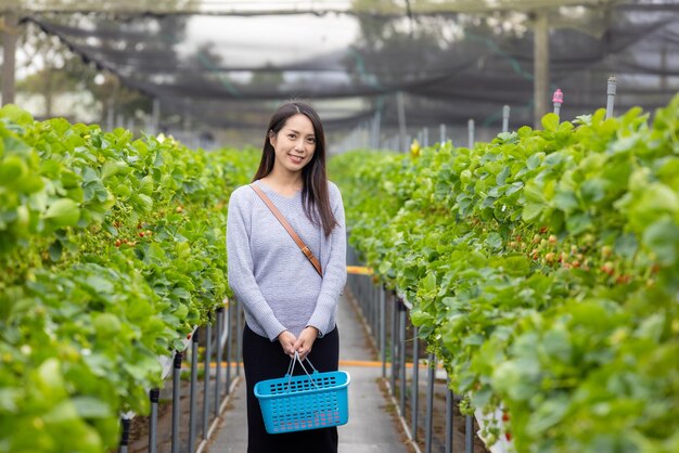 Woman go strawberry field to pick a strawberry in Miaoli of Taiwan