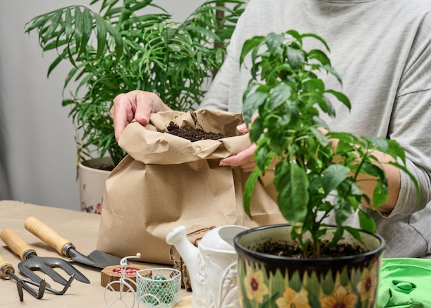 Una donna in abiti grigi tiene un sacco di terra per piantare semi in bicchieri di carta hobby e tempo libero