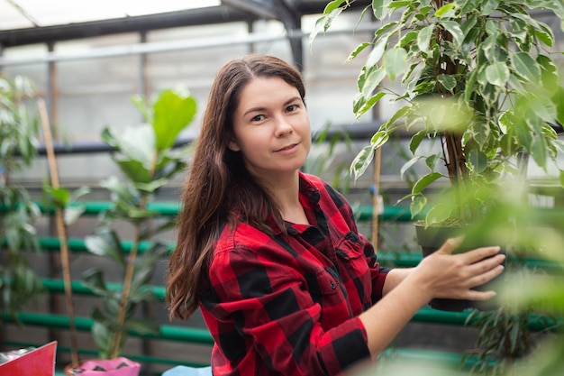 Woman in the greenhouse holding pot with the ficusConcept of shopping home plant