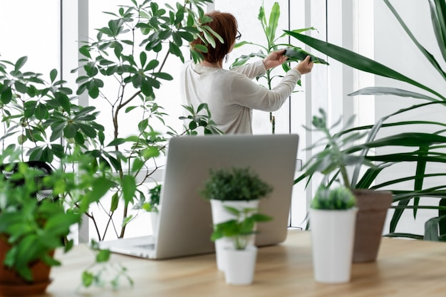 Woman in the greenhouse takes care of plants near her workplace with laptop.