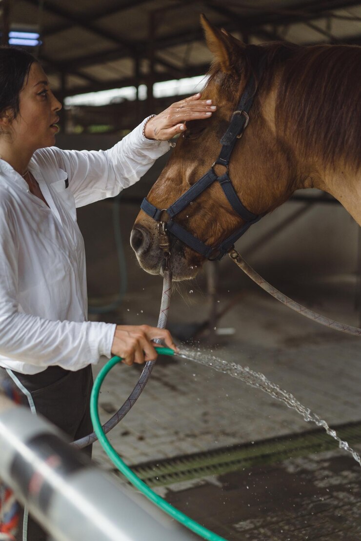 Photo 女性グルーマーは、競馬場での授業の後、馬のひづめを洗います。女性は馬の世話をし、訓練後に馬を洗います。