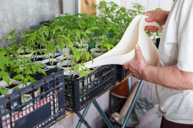 A woman growing and watering tomato seedlings on the balcony from a watering can