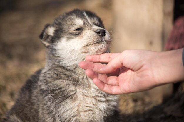 犬の口の中で女性の手