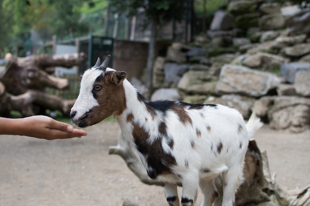 WOMAN HAND FEED A GOAT ON A WILDLIFE PARK